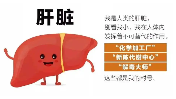 【注意】你的肝脏，可能正在向你求救！